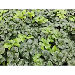 Immergrüner Exotenherz Bodendecker 'Green Sheen', 60 Pflanzen im Set.