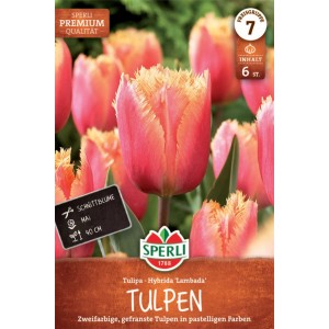 Sperli Blumenzwiebel Gefranste Tulpe Lambada mit orangerot-gelben Blüten.