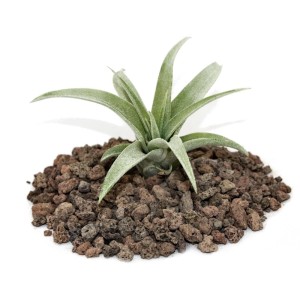 Kleine Tillandsia Capitata auf Lavasteinen, eine exotische, lose Pflanze für drinnen und draußen.