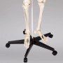 Detailaufnahme: Tectake Skelett, lebensgroß, auf Rollen. Anatomie-Modell für Weihnachtsdeko.
