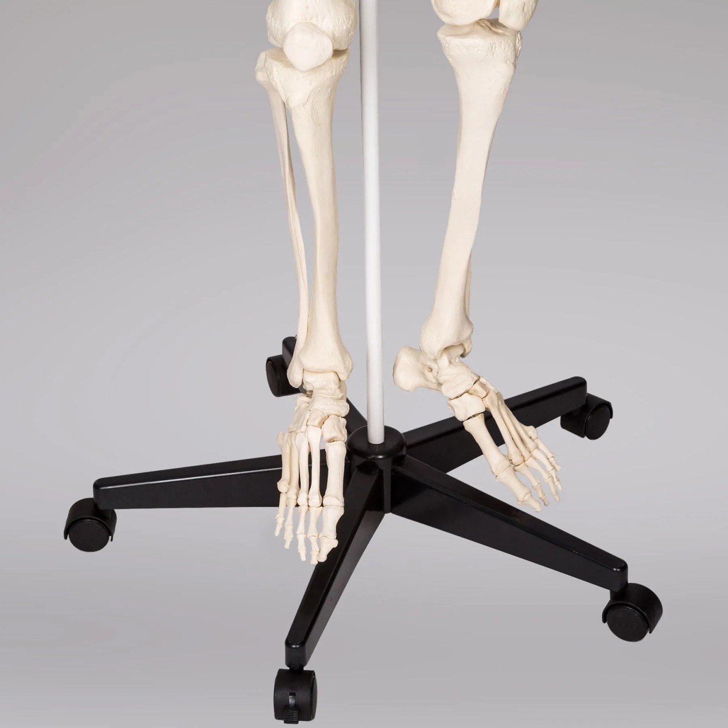 Detailaufnahme: Tectake Skelett, lebensgroß, auf Rollen. Anatomie-Modell für Weihnachtsdeko.