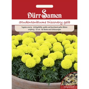 Dürr Samen Studentenblume Discovery Gelb: Saatgut-Packung mit gelben Tagetes-Blüten.