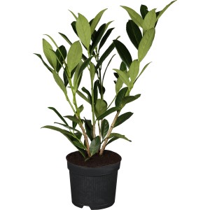 Kirschlorbeer Caucasica Set, 100 Stück, ca. 60-80cm hoch im Topf.