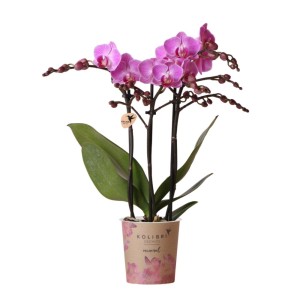 Kolibri Orchidee Phalaenopsis lila/rosa im Mineral Vienna Topf, Topfgröße 9cm.