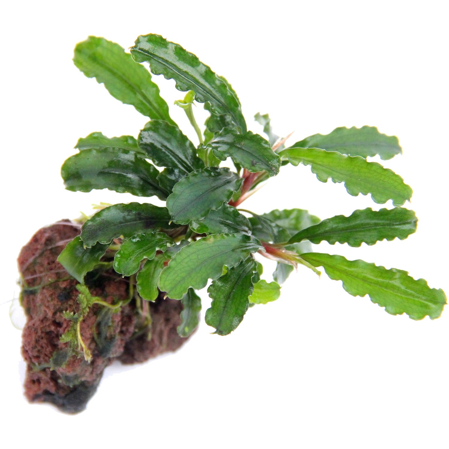 Dennerle Aquariumpflanze Bucephalandra Wavy Leaf auf Lavastein, grüne Wasserpflanze.