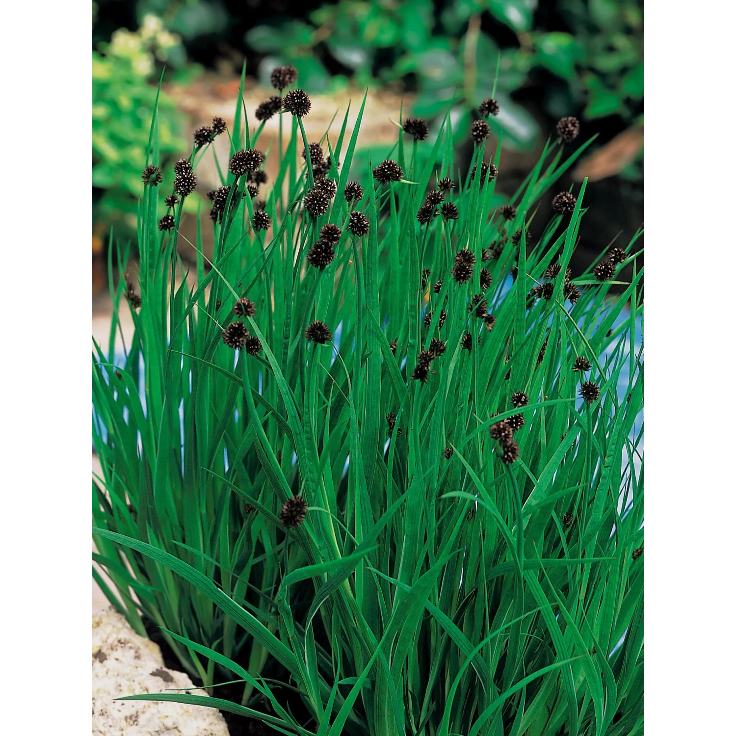 GROW by OBI Korkenzieher Binse Juncus effusus spiralis 9 cm kaufen bei OBI