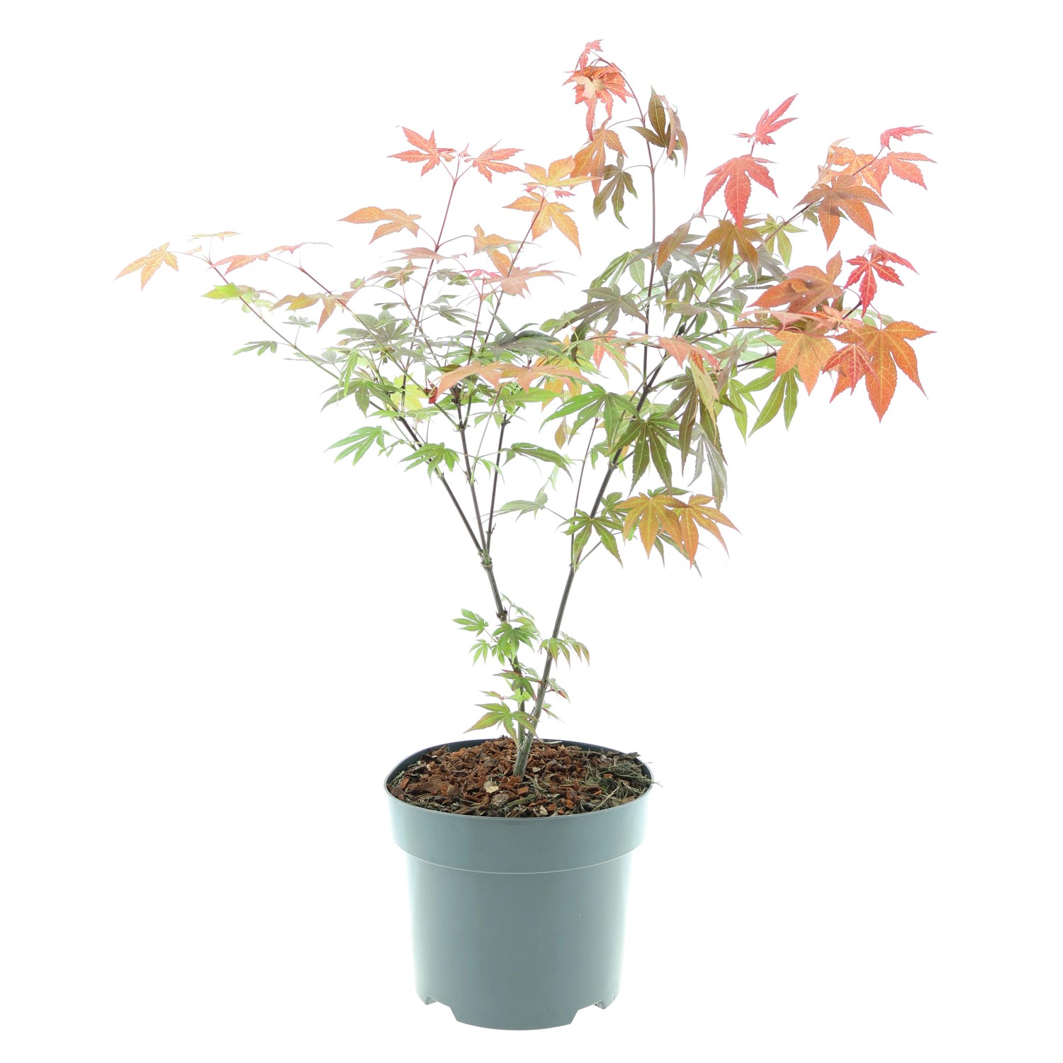 Japanischer Fächerahorn im Topf, ca. 40-60 cm hoch, mit rot-grünen Blättern.