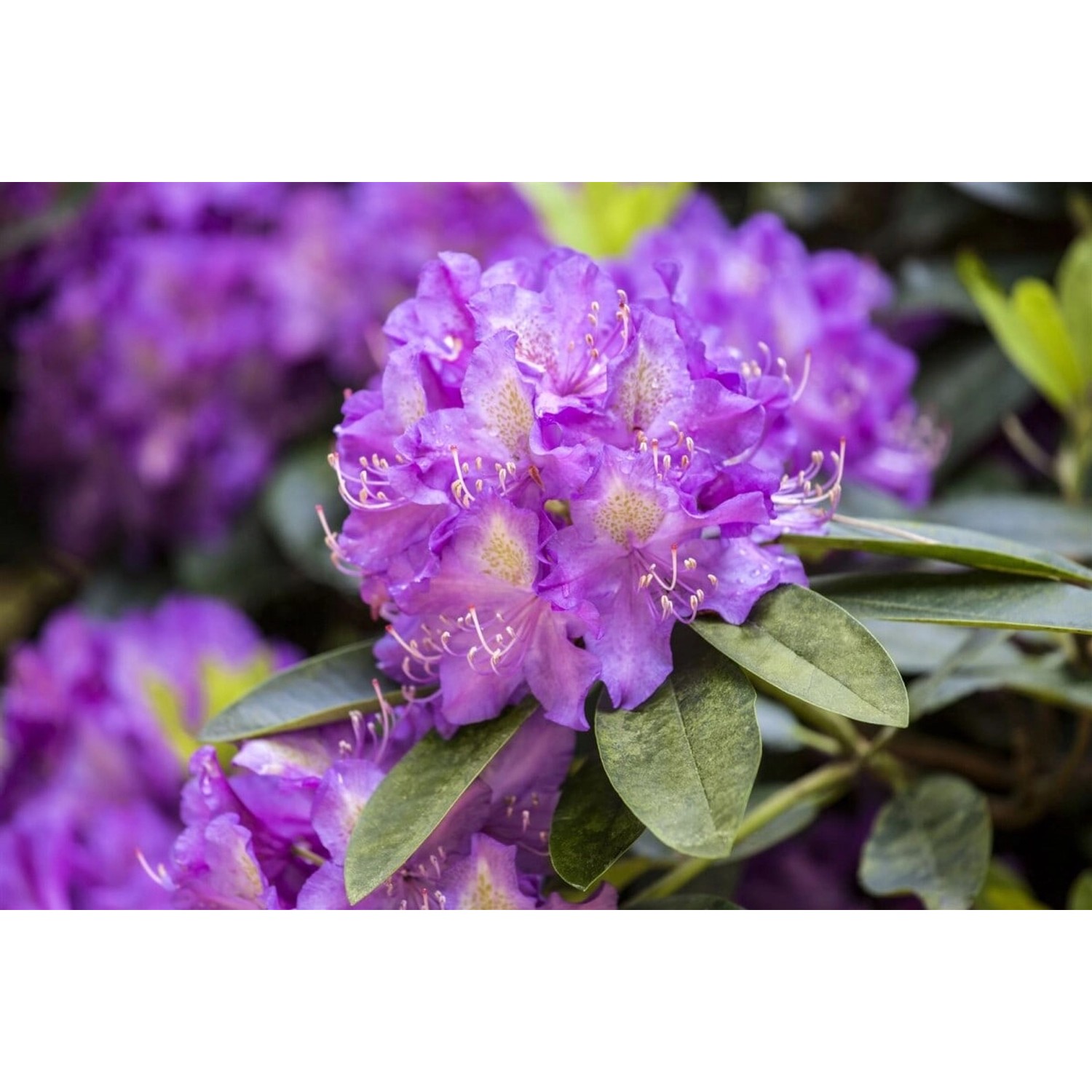 Rhododendron Hybr. Effner Rhododendron 30–40 cm Rosa Blüten günstig online kaufen