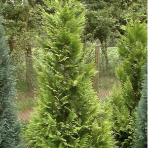 Garten Zypresse Sunny Kiss Green 40-60cm - Chamaecyparis lawsoniana