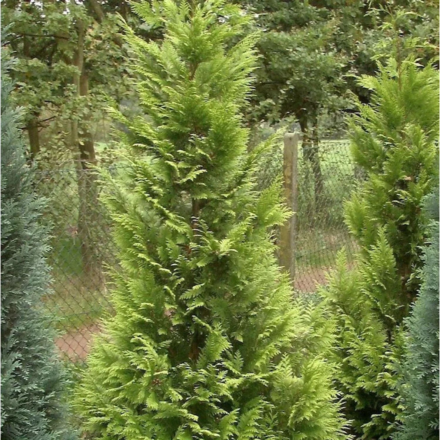 Garten Zypresse Sunny Kiss Green 40-60cm - Chamaecyparis lawsoniana