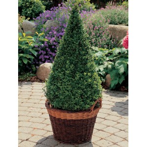 Buchsbaum Pyramide im Topf, ca. 40-50 cm hoch, Formschnitt geeignet.