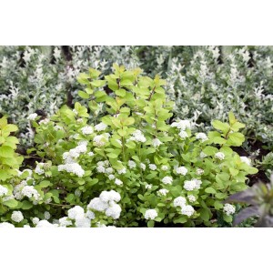 Gelbgrüner Spierstrauch Spiraea Betulifolia Tor Gold mit weißen Blüten, 30–40 cm hoch.