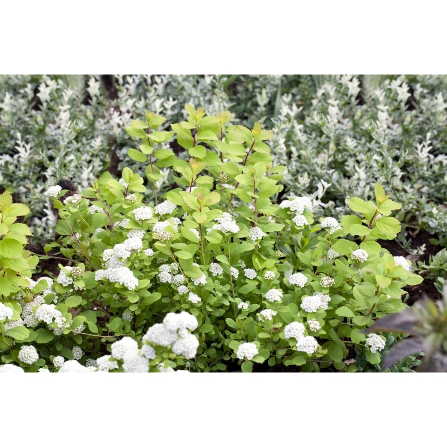 Spiraea Betulifolia Tor Gold Gelbgrün 30–40 cm günstig online kaufen