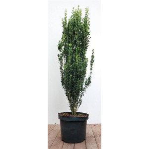 Säulenförmiger Ilex crenata 'Fastigiata' im Topf, 80-100 cm hoch, immergrüne Heckenpflanze.