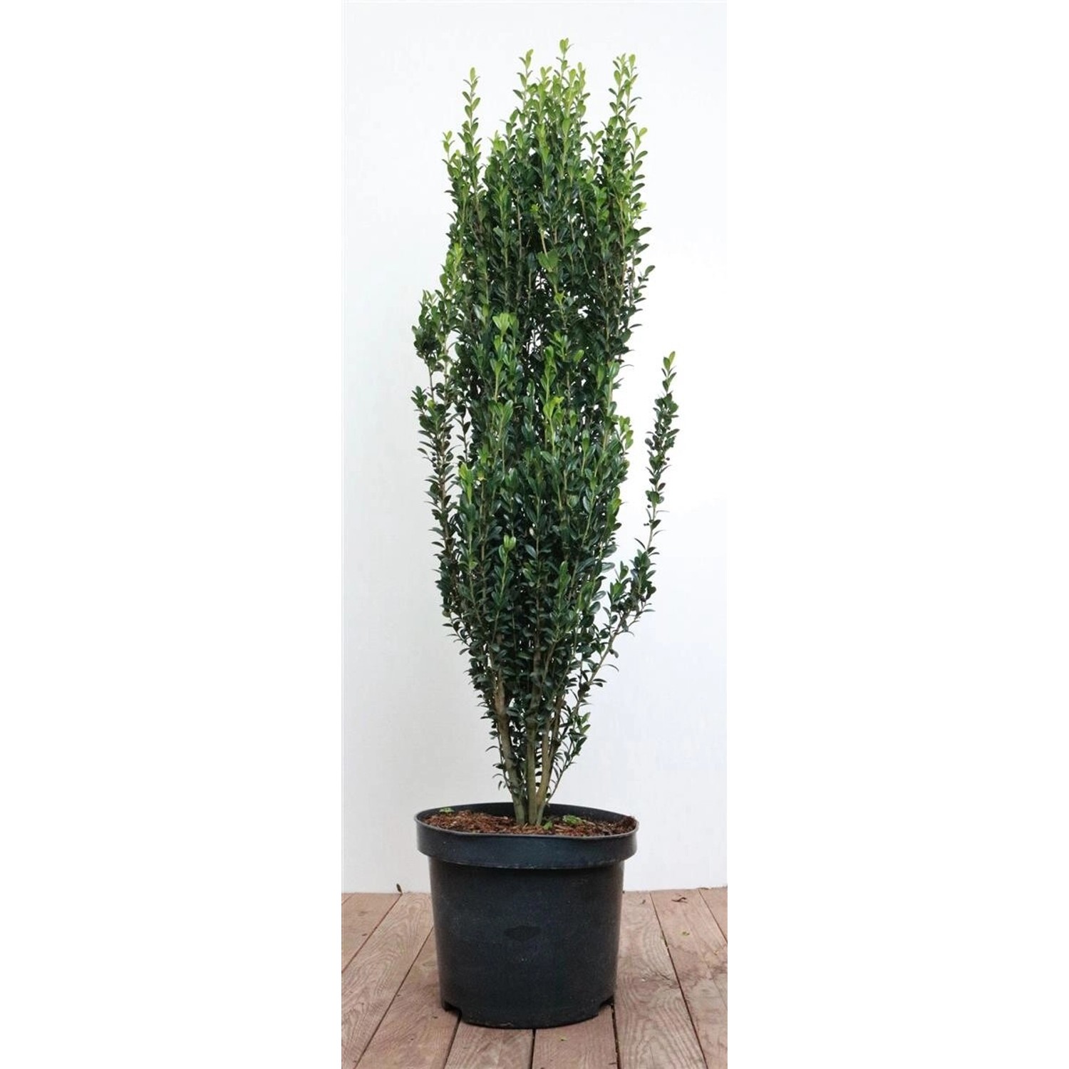 Ilex crenata 'Fastigiata' 80-100 cm günstig online kaufen