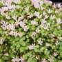 Rundblättrige Rotala Lila (Rotala indica) im Topf mit zarten, hellrosa Blüten und grünen Blättern.