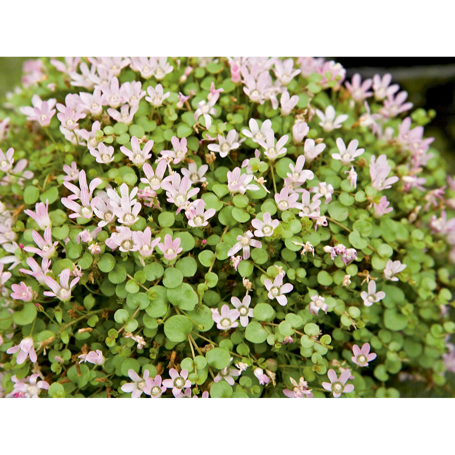 Rundblättrige Rotala Lila TopfØ ca. 11 cm Rotala indica kaufen bei OBI