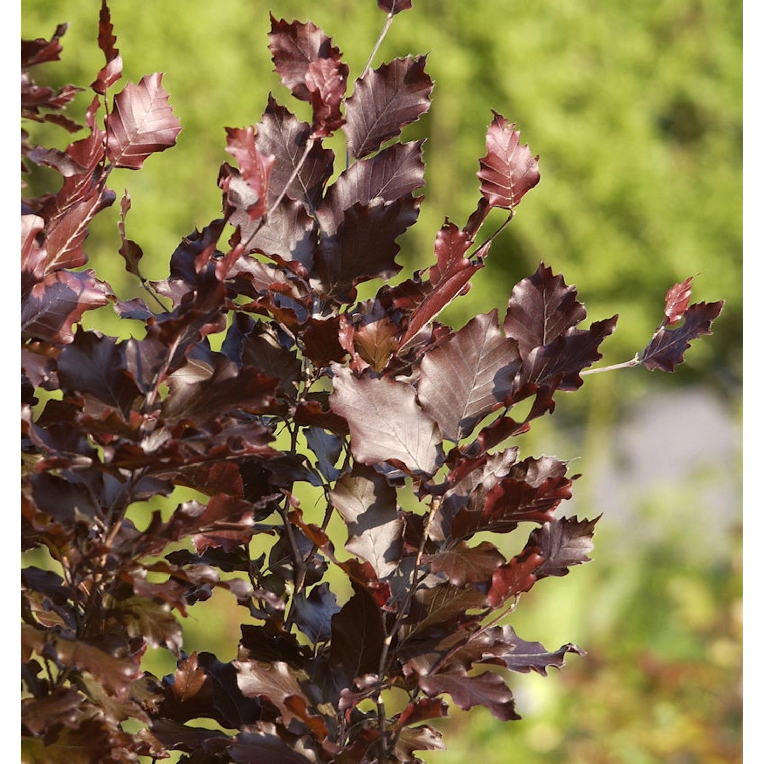 Säulen Blutbuche Dawyck Purple 40-60cm - Fagus sylvatica günstig online kaufen