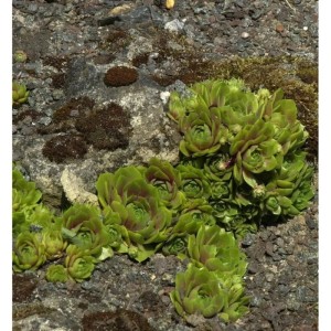 Grüne Hauswurz Tederheid (Sempervivum cultorum) auf Steinen, Nahaufnahme.