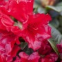 Leuchtend roter Rhododendron Repens Bengal, Nahaufnahme der Blüten.