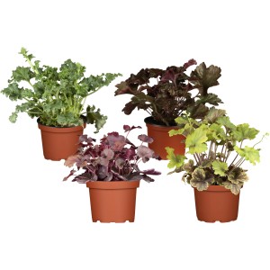 Verschiedenfarbige Purpurglöckchen (Heuchera) im Topf, Farbauswahl zufällig.