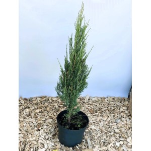 Blauer Zypressen Wacholder 'Blue Arrow' als Topfpflanze, 60-80cm, mit schlankem, blaugrünem Wuchs.