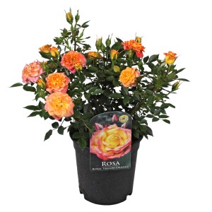 Beetrose Patio Hit gelb-orange im Topf, ca. 45cm hoch. Rosa Beetrose mit Blüten.