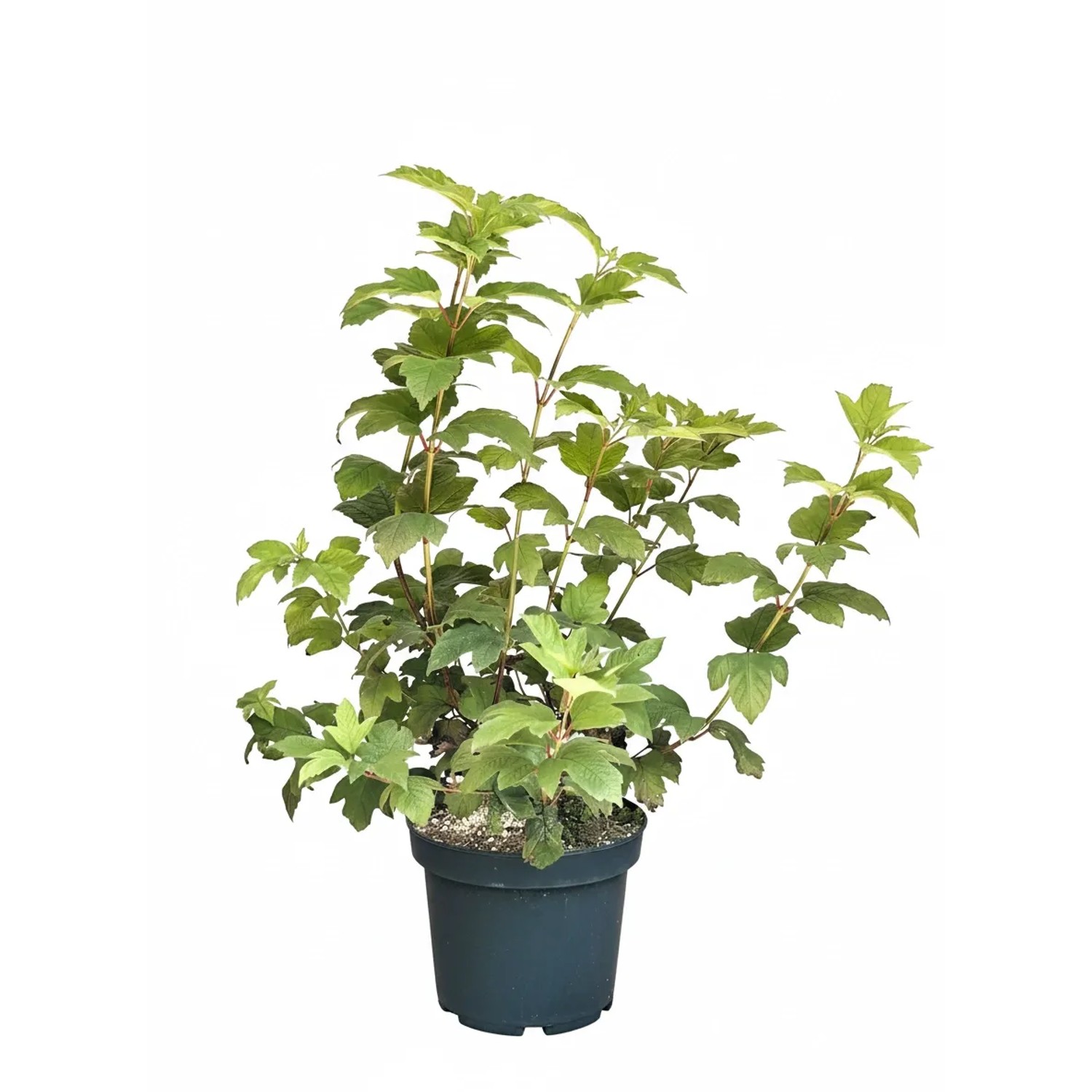 Baumfink Gemeiner Schneeball als Topfpflanze 40-60cm