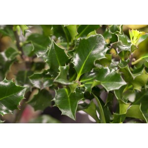 Nahaufnahme der grünen, gezackten Blätter der Ilex meserveae 'Blue Angel' Heckenpflanze.