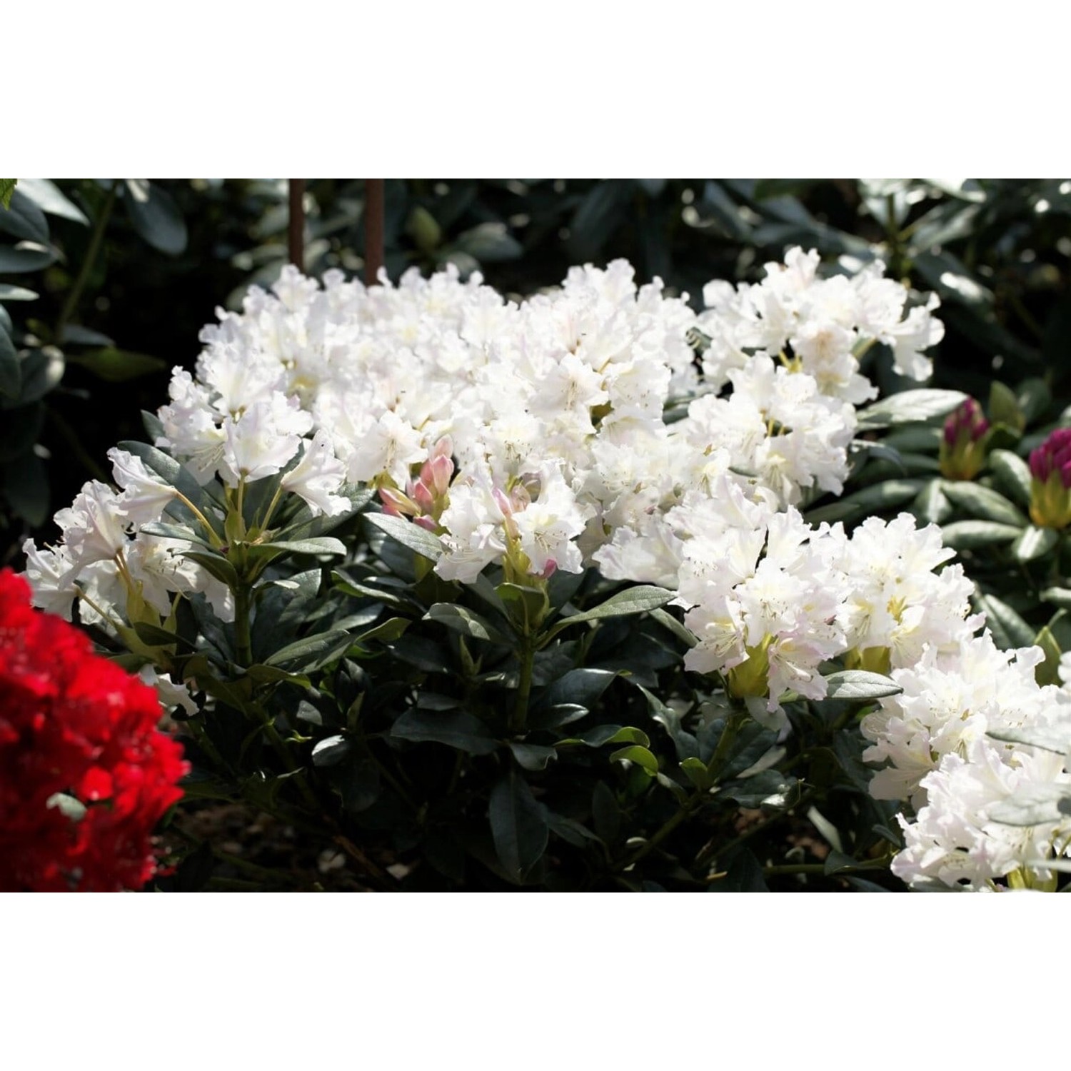Rhododendron Cunninghams White Weiß 30–40 cm Inkarho günstig online kaufen