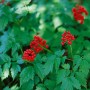 Rote Silberkerze (Actaea Rubra) mit roten Beeren und grünen Blättern im 9x9 cm Topf.