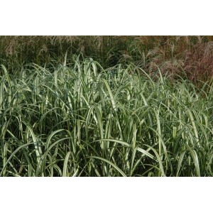 Grün-weiß gestreiftes Chinaschilf 'Cabaret' (Miscanthus sinensis) im Garten.