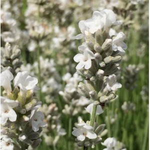 Nahaufnahme des Echten Lavendel Edelweiß (Lavandula angustifolia) mit weißen Blüten.