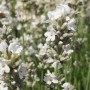 Nahaufnahme des Echten Lavendel Edelweiß (Lavandula angustifolia) mit weißen Blüten.