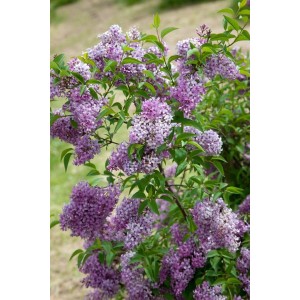 Blühender Syringa Chinensis Flieder mit violetten Blüten und grünen Blättern.