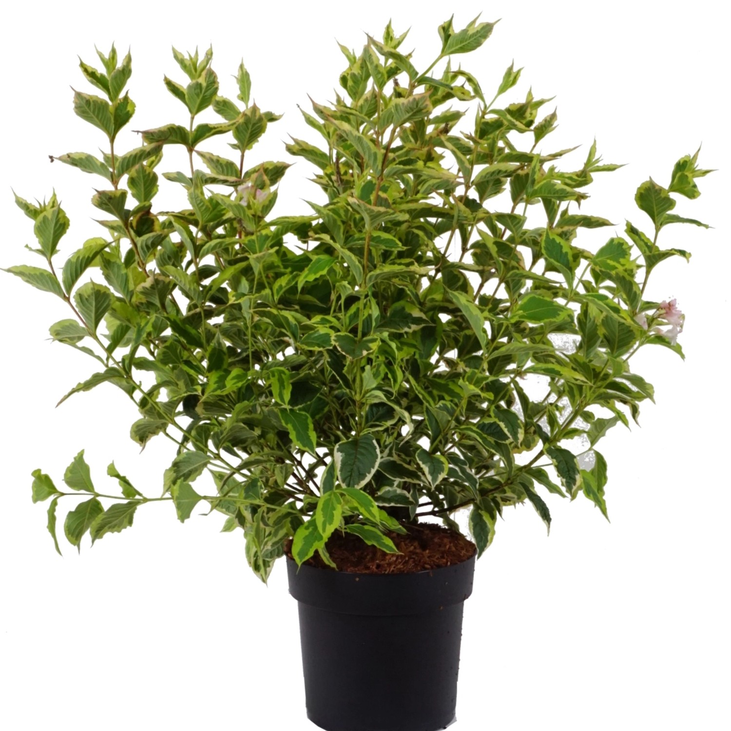 Weigelie Nana Höhe ca. 50-60 cm Topf ca. 6 l Weigela florida günstig online kaufen