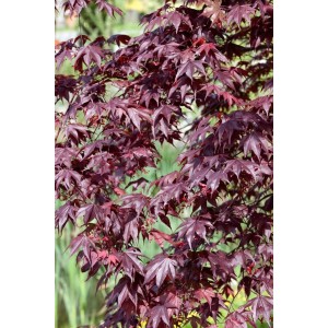 Acer Palmatum Shojo Nomura, Japanischer Ahorn mit tiefroten Blättern.