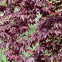 Acer Palmatum Shojo Nomura, Japanischer Ahorn mit tiefroten Blättern.