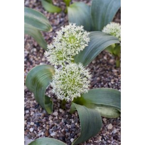 Kompakter Prachtlauch (Allium Karataviense) mit weißen Blüten und breiten Blättern im 2 Liter Topf.