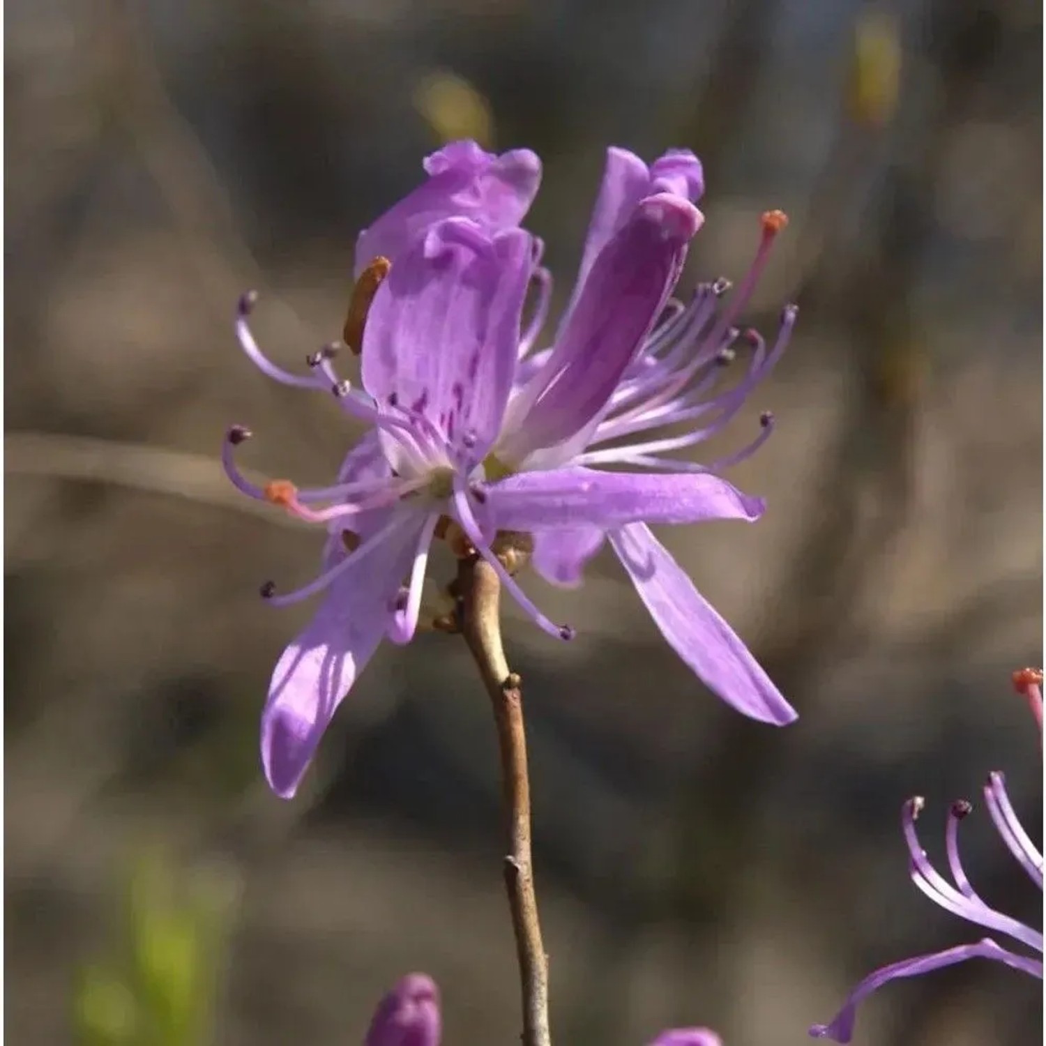 Kanadische Azalee 40-50cm - Rhododendron canadense
