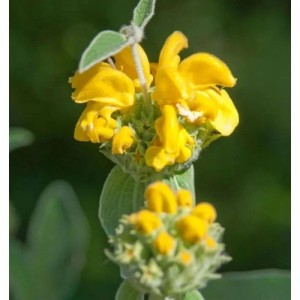 Nahaufnahme der gelben Blütenstände des Gelben Brandkrauts (Phlomis fruticosa).