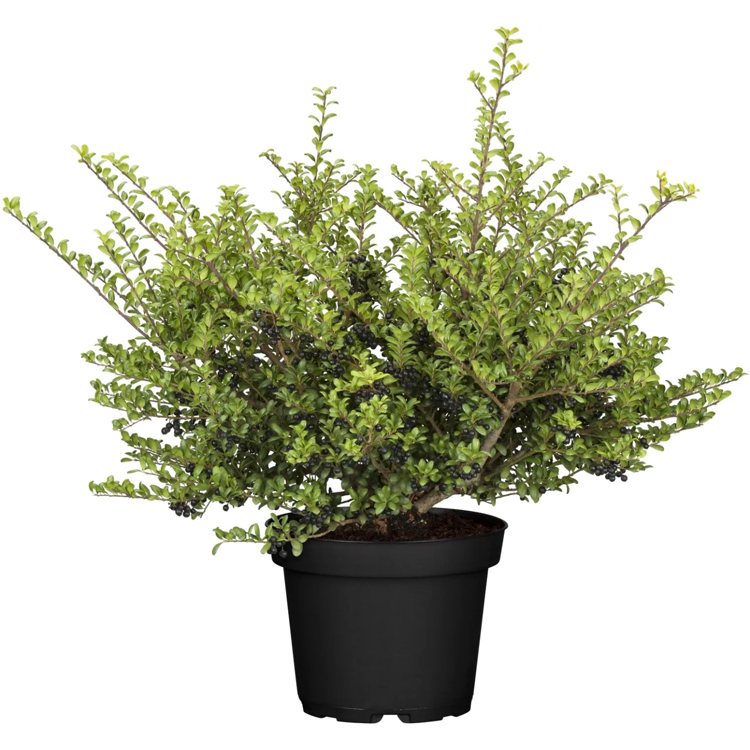 OBI Immergrne Hecke Ilex crenata 'Convexa' Buchsbaumersatz 10-20 cm 2 l  kaufen bei OBI