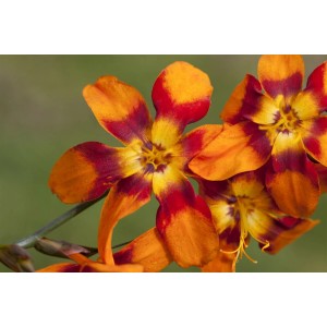 Orange-rote Montbretie 'Emily McKenzie' im Topf, eine blühende Zimmerpflanze mit exotischer Note.