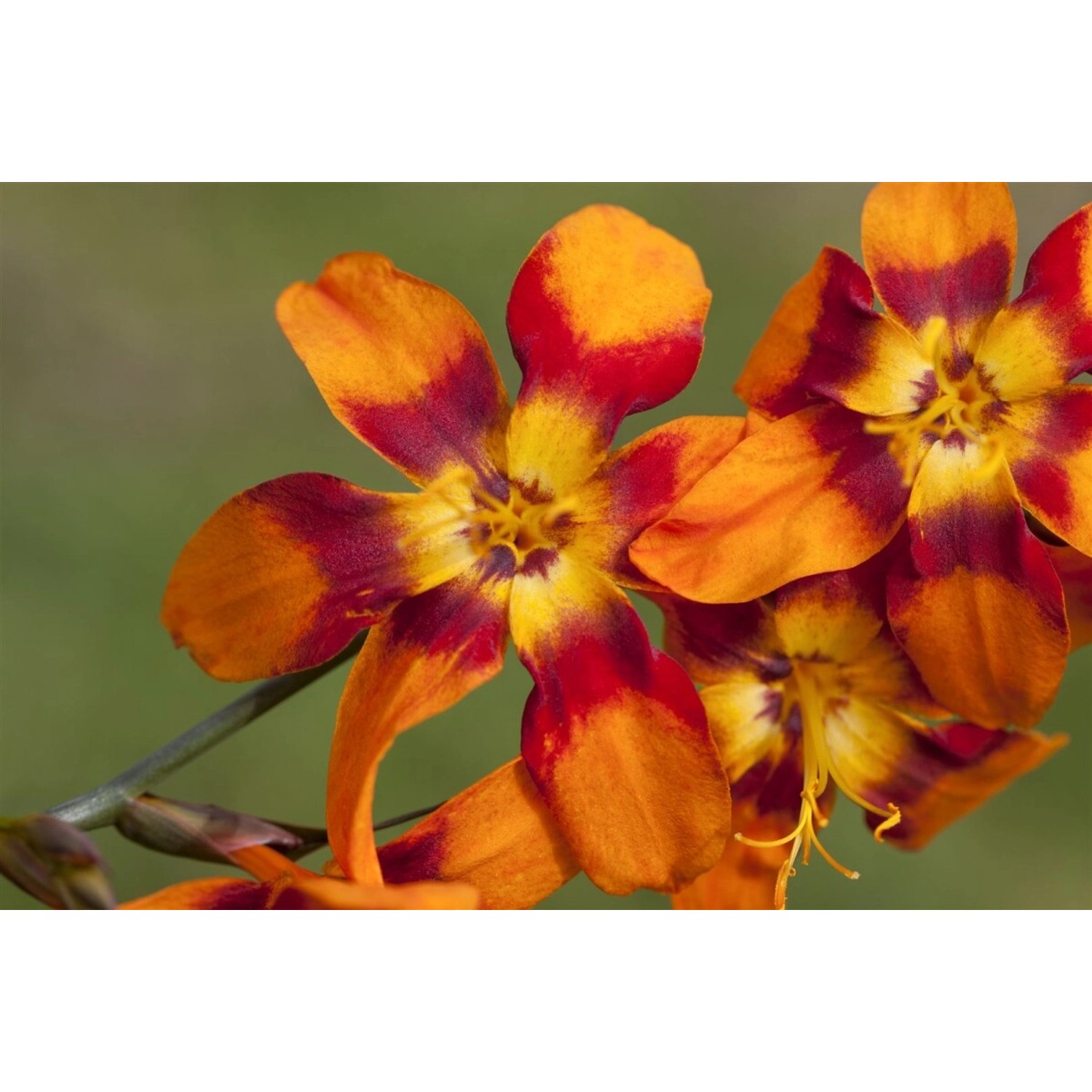 Crocosmia X Crocosmiifl.'emily Mckenzie' Montbretie 2-3 Liter Container günstig online kaufen