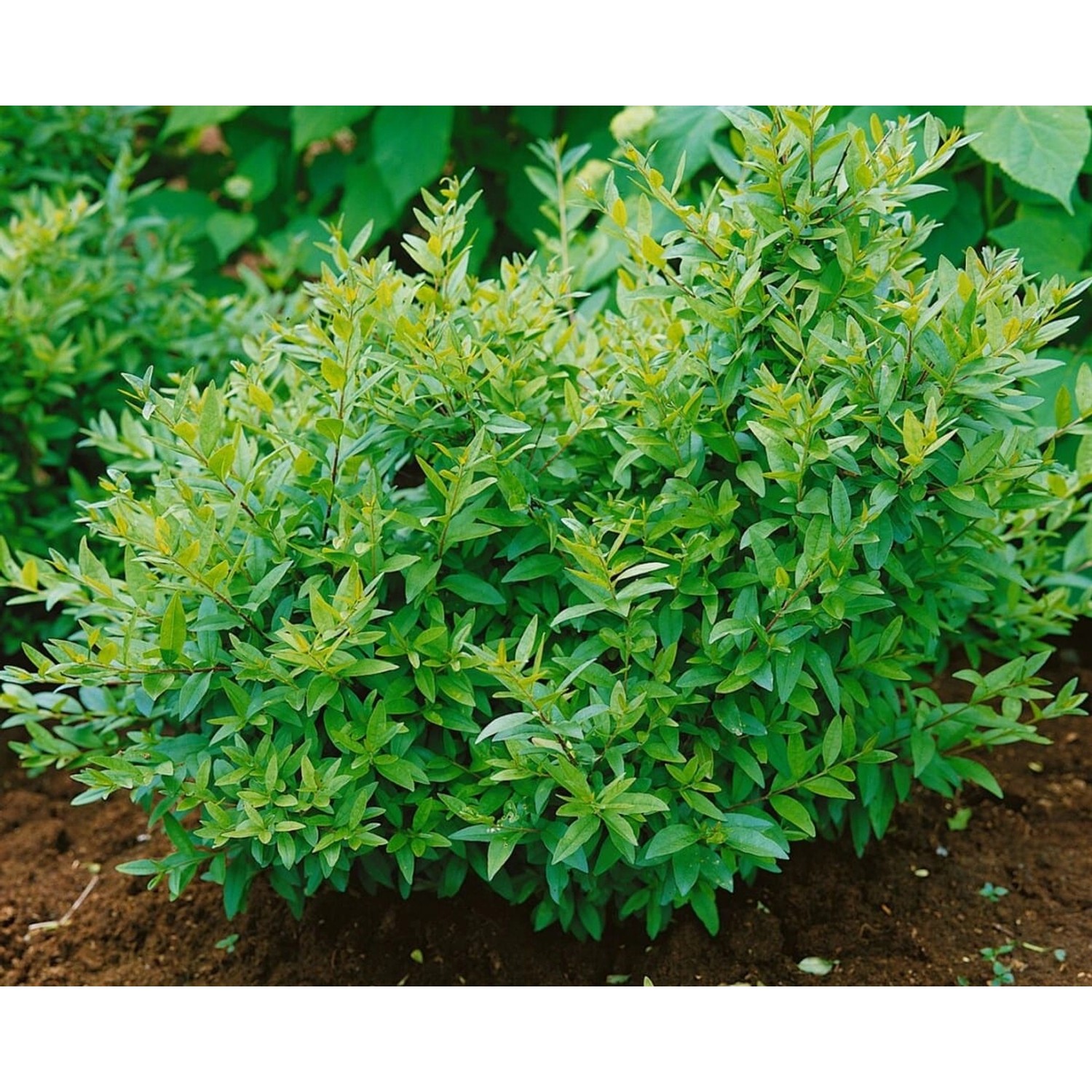 Ligustrum vulgare 'Lodense' 30-40 cm günstig online kaufen