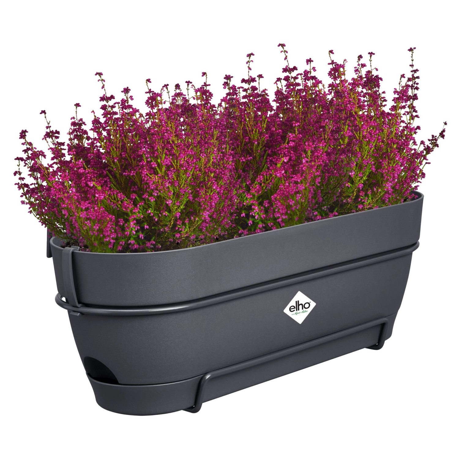 Anthrazitfarbener Elho Balkonkasten Vibia Campana 50 cm mit lila Heidekraut bepflanzt.