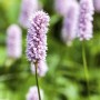 Rosa blühender Schlangenknöterich 'Superba' im Topf, eine attraktive Staude für den Garten.