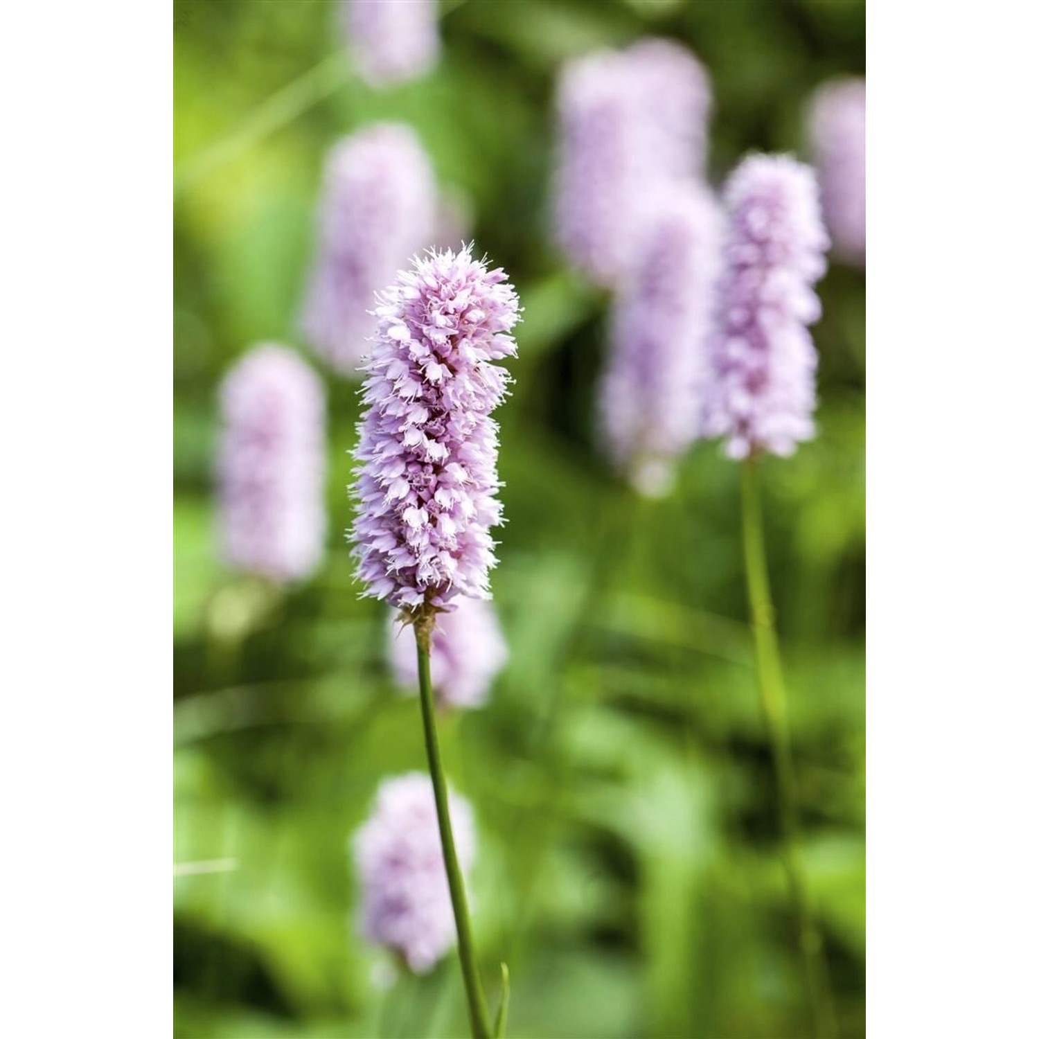 Bistorta Officinalis Superba Schlangenknöterich Ca. 11x11 cm Topf günstig online kaufen