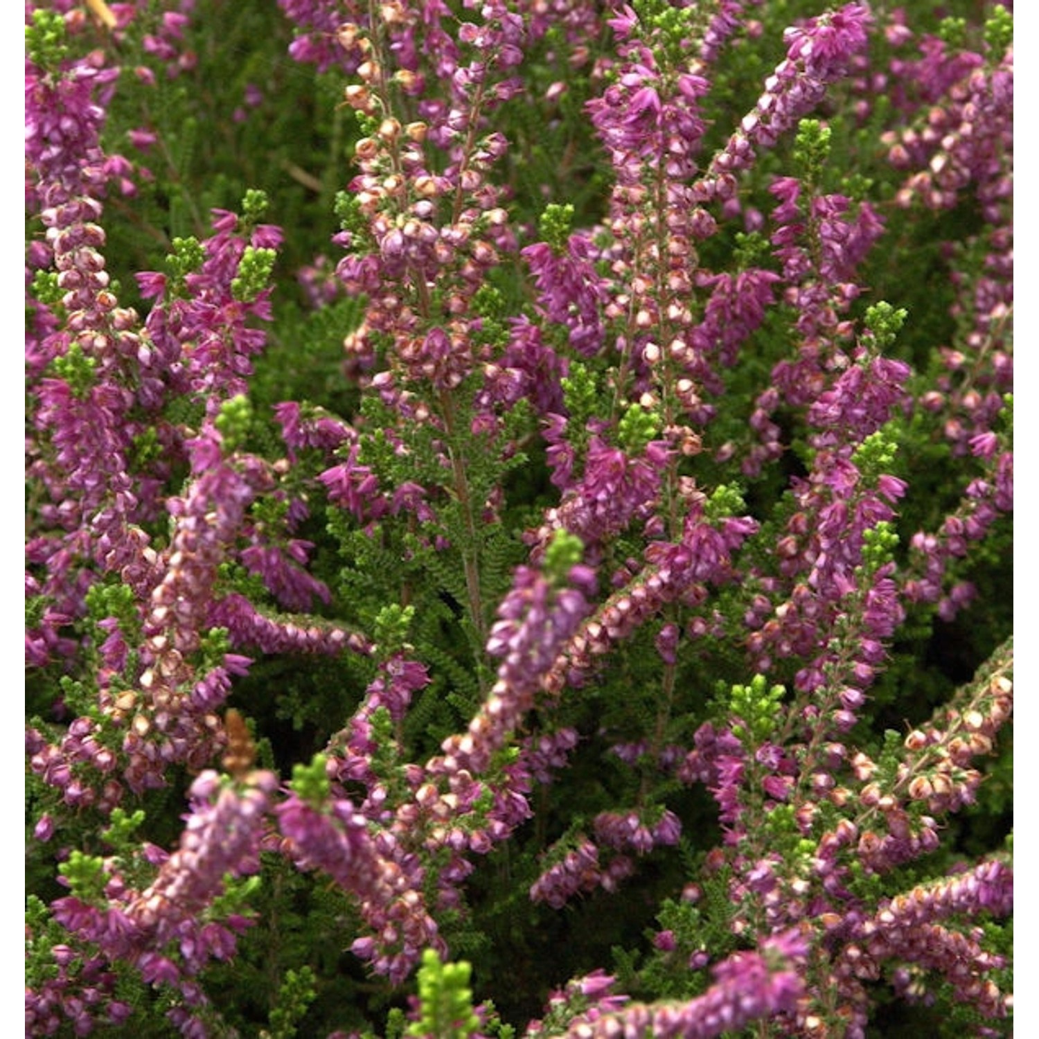 10x Besenheide Allegro - Calluna vulgaris günstig online kaufen