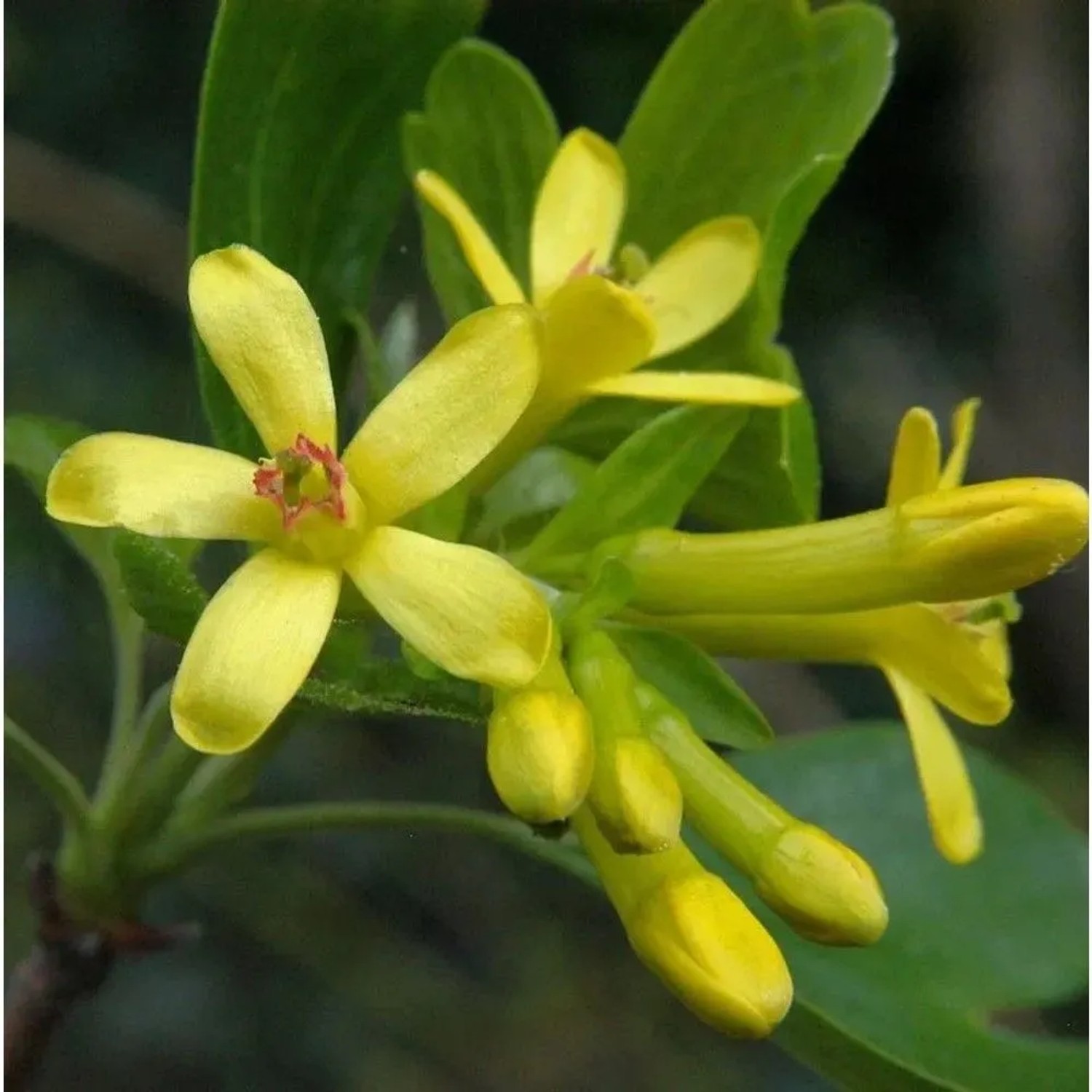 Goldgelbe Blüten der Gold-Johannisbeere (Ribes aureum), Nahaufnahme.